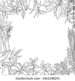 Hand drawn spicy herbs.  Vector  background. Sketch  illustration.