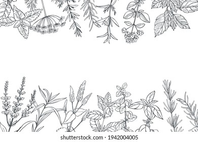  Hierbas picantes dibujadas a mano.  Fondo vectorial. Dibujo ilustrativo.
