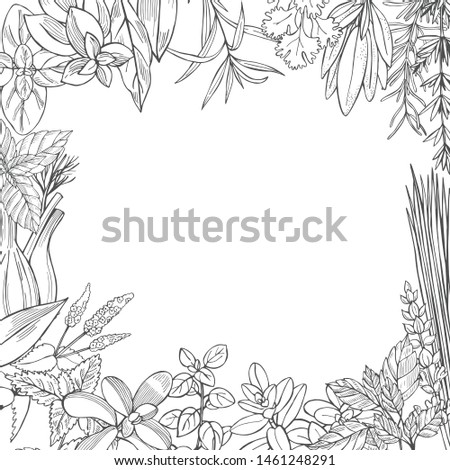 Hand drawn spicy herbs.  Vector  background. Sketch  illustration.