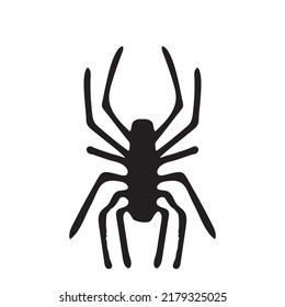 Hand drawn spider. Halloween simbol