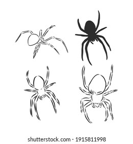 Hand Drawn Spider Illustration - Vector Design Element For Halloween And Other Compositions. spider, vector sketch illustration