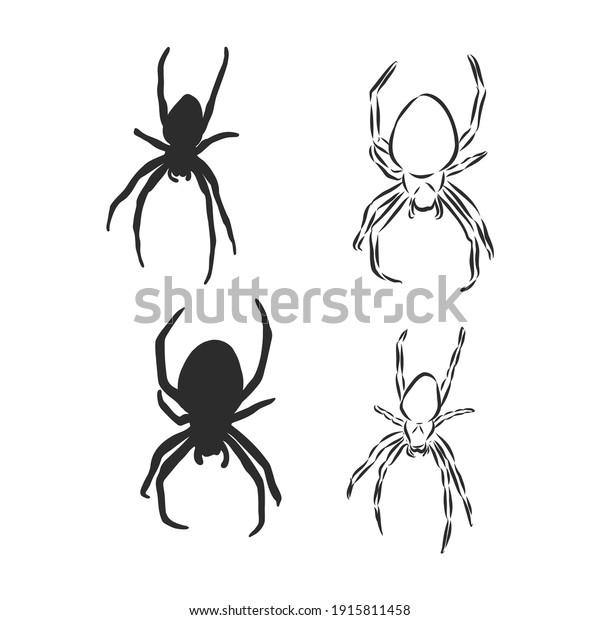 Hand Drawn Spider Illustration - Vector\
Design Element For Halloween And Other Compositions. spider, vector\
sketch illustration