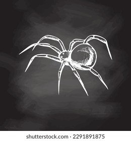 Hand drawn spider, isolated on chalkboard background. Drawing sketch of the black spider. Halloween, folklore black magic attribute. Vector.