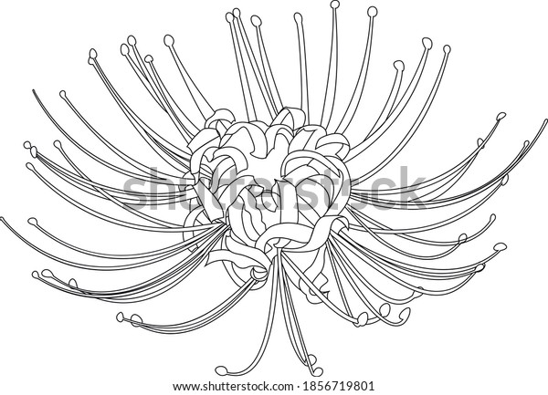 Hand\
drawn spider lily line silhouette isolated on\
white