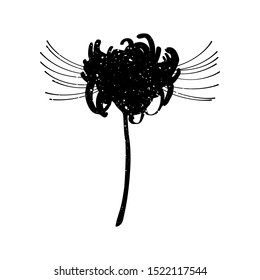 Hand drawn spider lily silhouette isolated on white