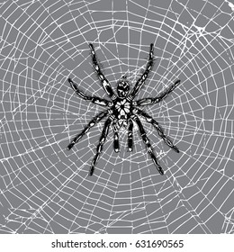 Hand drawn spider on the web. Realistic insect. Vintage stippling and hatching style. Engraved doodle line graphic design for Halloween. Black and white. Vector.