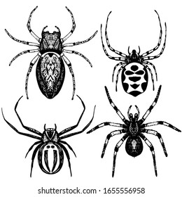 Hand drawn spiders isolated on white. Vector illustration of insects in ingraved style. Collection of spiders for logo, flyer, icon.