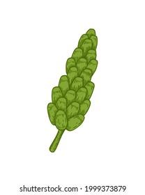 Hand drawn spikelet isolated on white background. Vector illustration in sketch style