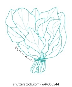 Hand drawn spinach bunch line art on the white background. Kitchen outlined vector illustration 