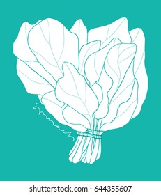 Hand drawn spinach bunch line art. Kitchen outlined vector illustration 