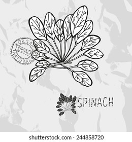 Hand drawn spinach, design element. Vegetable. Can be used for cards, invitations, gift wrap, print, scrapbooking. Kitchen theme