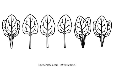 Hand drawn spinach leaves collection fresh greenery natural ingredients organic food line art vector