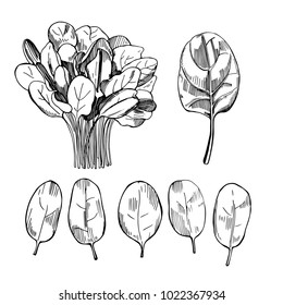 Hand drawn spinach. Spinach leaves drawing on white background.  Vector sketch  illustration.