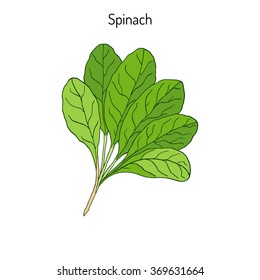 Hand drawn Spinach leaves. Green healthy vegetarian food.  Vector illustration
