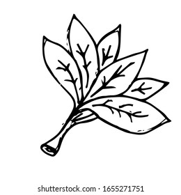 Hand Drawn Spinach Leaves illustration
