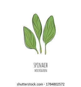 Hand drawn spinach micro greens. Vector illustration in sketch style isolated on white background.