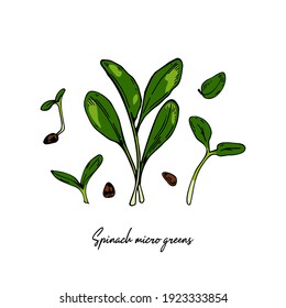 Hand drawn spinach micro greens set. Vector illustration in colored sketch style isolated on white background