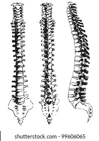 hand drawn spinal segments