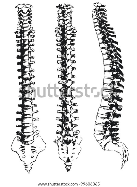 Hand Drawn Spinal Segments Stock Vector (Royalty Free) 99606065