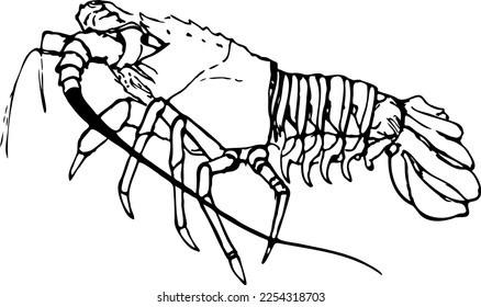 Hand drawn spiny lobster vector illustration isolated on a white background.