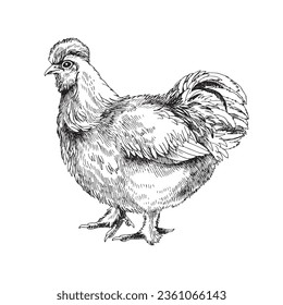 Hand drawn splash silkie bantham chicken