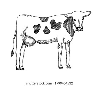 Hand drawn spotted cow. vector. Lineart isolated on white background. EPS10