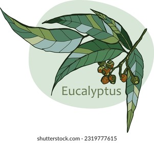 
Hand drawn sprig of eucalyptus. Eucalyptus leaves.