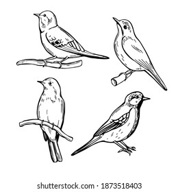 Hand drawn spring birds. Vector sketch  illustration.