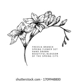 Hand drawn spring blossom. Vector Freesia branch. Elegant sringtime flowers. Vintage engraved art in modern trendy interpretarion. Blossoms of the city. Wedding, party, ivent decoration, card design