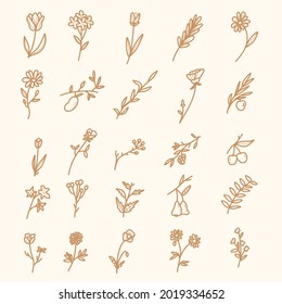 hand drawn spring botanical flower floral illustration premium vector