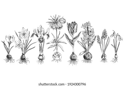 Hand drawn spring bulbous flowers