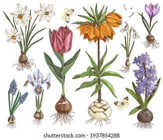 Hand drawn spring bulbous flowers