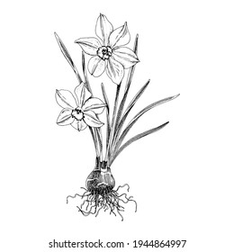Hand drawn spring daffodil flower.