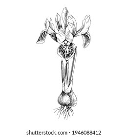 Hand drawn spring dwarf iris flower.