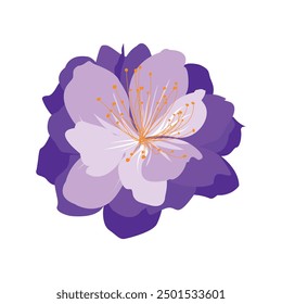 Hand drawn Spring flower illustration on white background