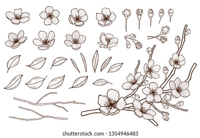 Hand drawn spring flowers blossoming set. Sakura flowers,buds, leaves and branches isolated on white background. Cherry ,plums,apple tree blossoming elements bundle . Vector illustration