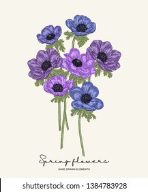 Hand drawn spring flowers. Blue and violet anemones bouquet vector illustration. Vintage botanical style.