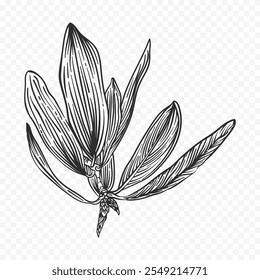ilustração de flores de primavera desenhadas à mão. ilustração floral