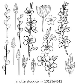 Hand drawn spring flowers. Vector sketch  illustration.