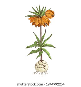 Hand drawn spring imperial grouse flower.