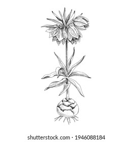 Hand drawn spring imperial grouse flower.