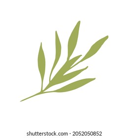 La mano dibujó la hoja primaveral. Aislado en un objeto de fondo blanco. Ilustración vectorial.
