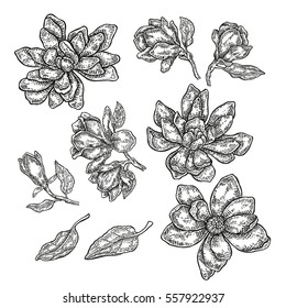 Hand drawn spring magnolia flowers and leaves isolated on white background. Vector illustration engraved