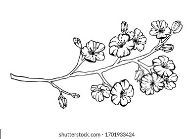Hand drawn spring sakura, flowers, blooming tree branches, floral elements isolated on white background. Ink vector doodle sketch illustration for design cards, invitations, tattoo, coloring book