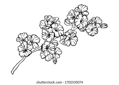 Sakura de primavera dibujada a mano, flores, ramas de árboles florecientes, elementos florales aislados sobre fondo blanco. Dibujo de dibujo de dibujo de dibujos de dibujos en forma de vectores de tinta para tarjetas de diseño, invitaciones, tatuajes, libro de colorantes