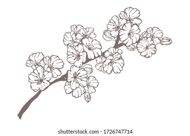 Hand drawn spring sakura, flowers, blooming tree branches, floral elements isolated on white background. Ink vector doodle sketch illustration for design cards, invitations, tattoo, coloring book