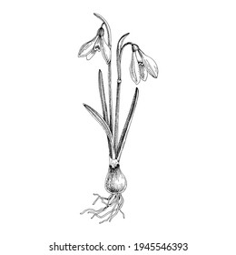 Hand drawn spring snowdrop flower.