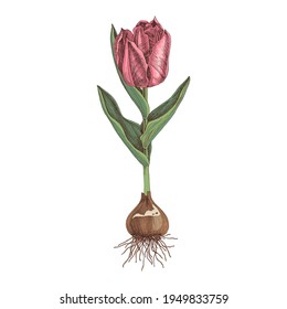 Hand drawn spring tulip flower.