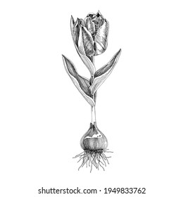 Hand drawn spring tulip flower.