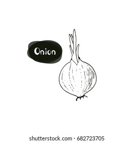 Hand drawn sprouted onion on white background. Sketch style illustration.